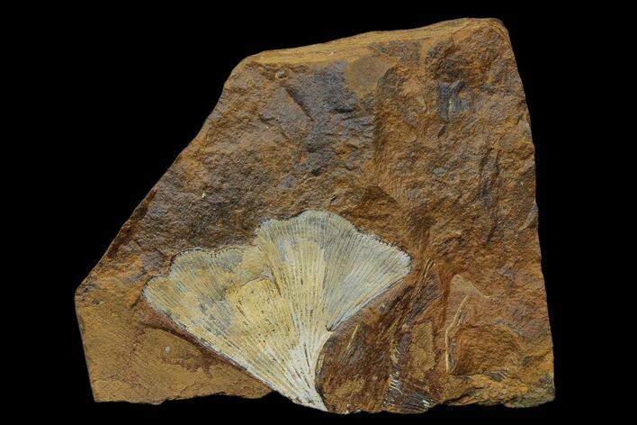 Fossil Ginkgo Leaf From North Dakota - Paleocene #174170